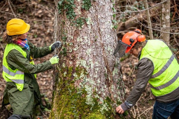 Best Root Management and Removal  in Princeton, WV